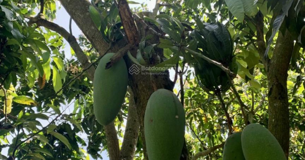 bán đất gần khu du lịch vườn xoài - Hình 3