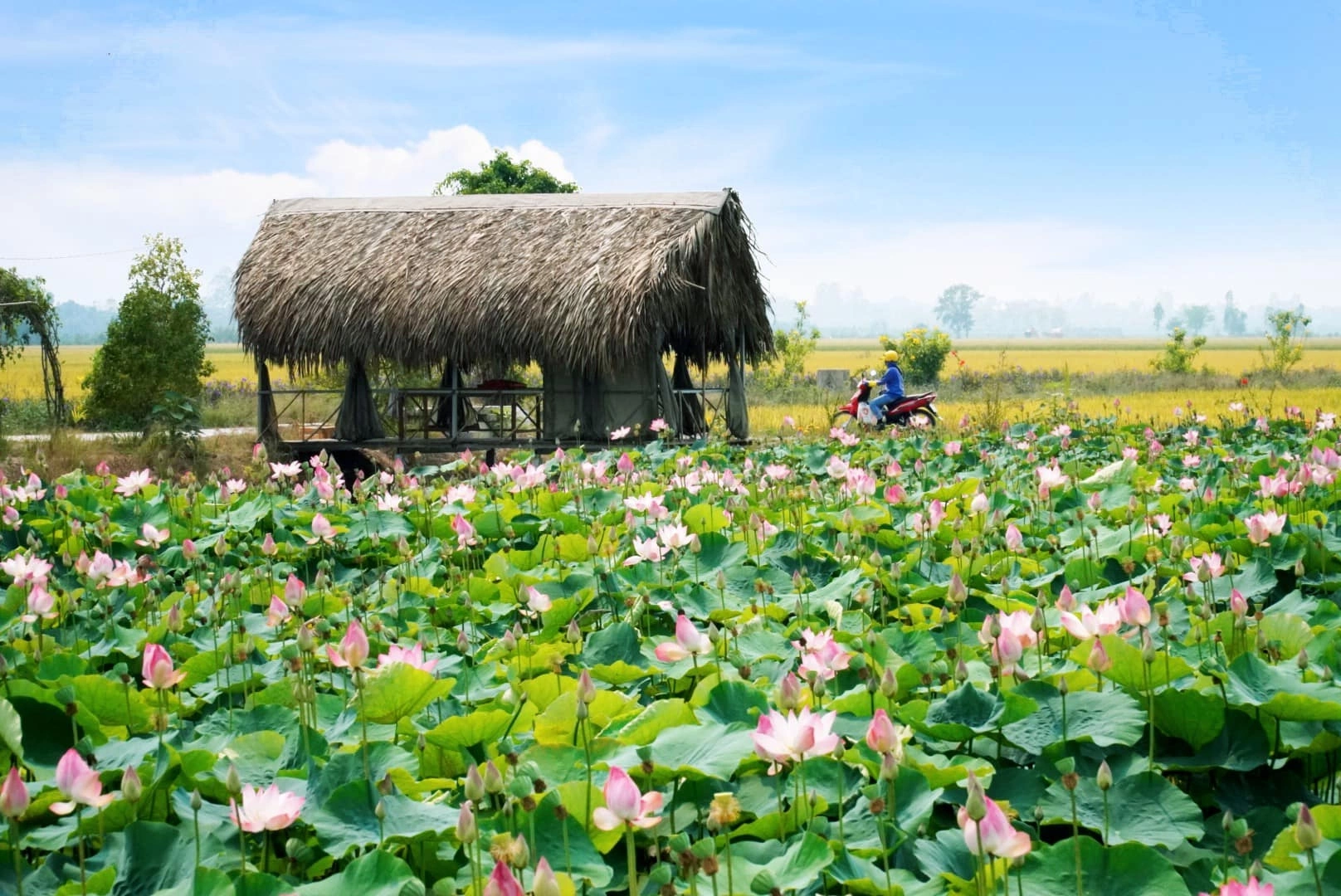 điểm du lịch đồng tháp - Hình 4
