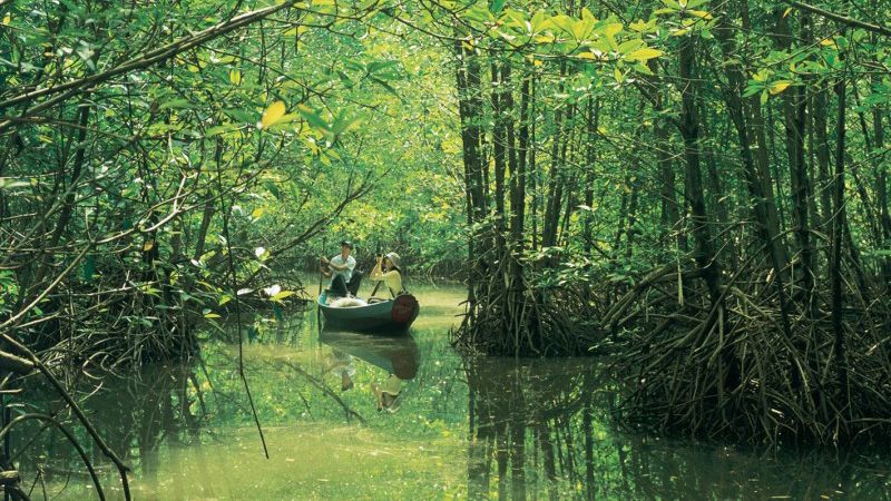 du lịch cần giờ trong ngày - Hình 4