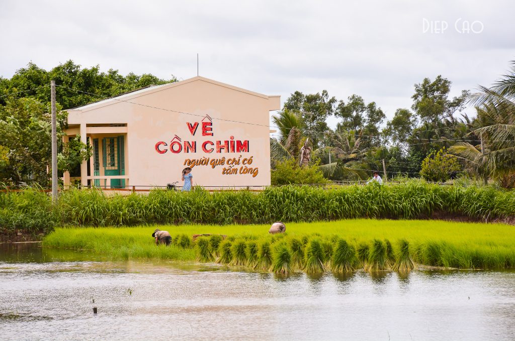 du lịch cồn chim trà vinh - Hình 3
