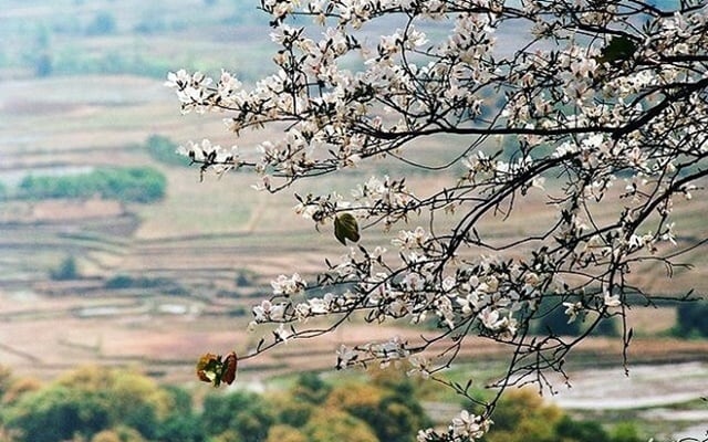 du lịch điện biên mùa nào đẹp - Hình 5