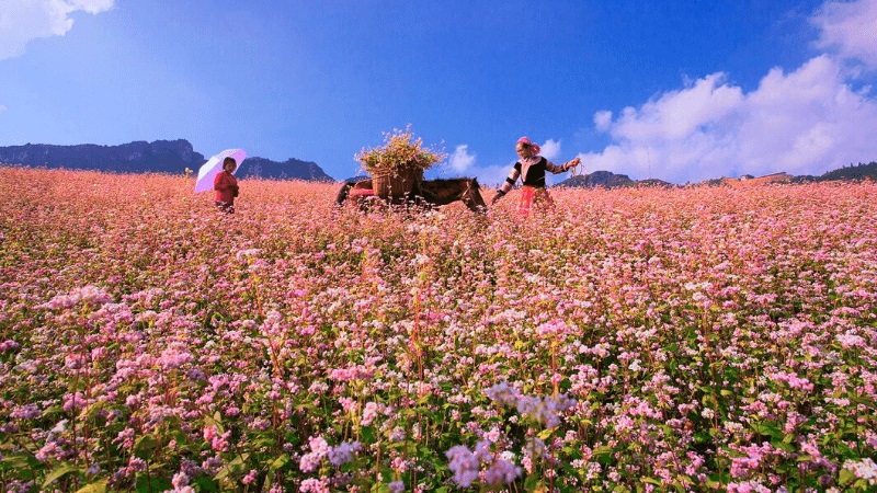 du lịch hà giang mùa nào đẹp - Hình 3