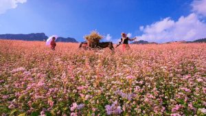 du lịch hà giang mùa nào đẹp nhất