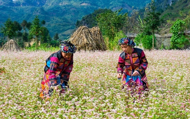 du lịch hà giang tự túc - Hình 4