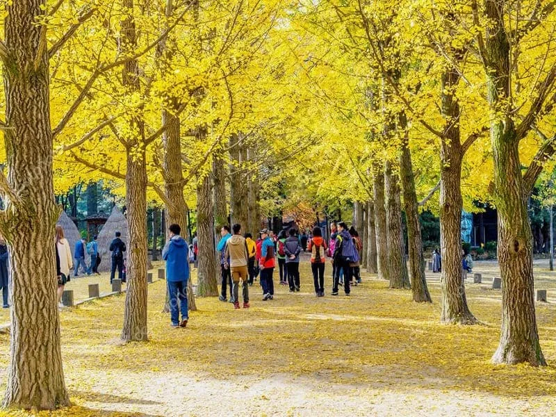 du lịch hàn quốc mùa nào đẹp - Hình 5