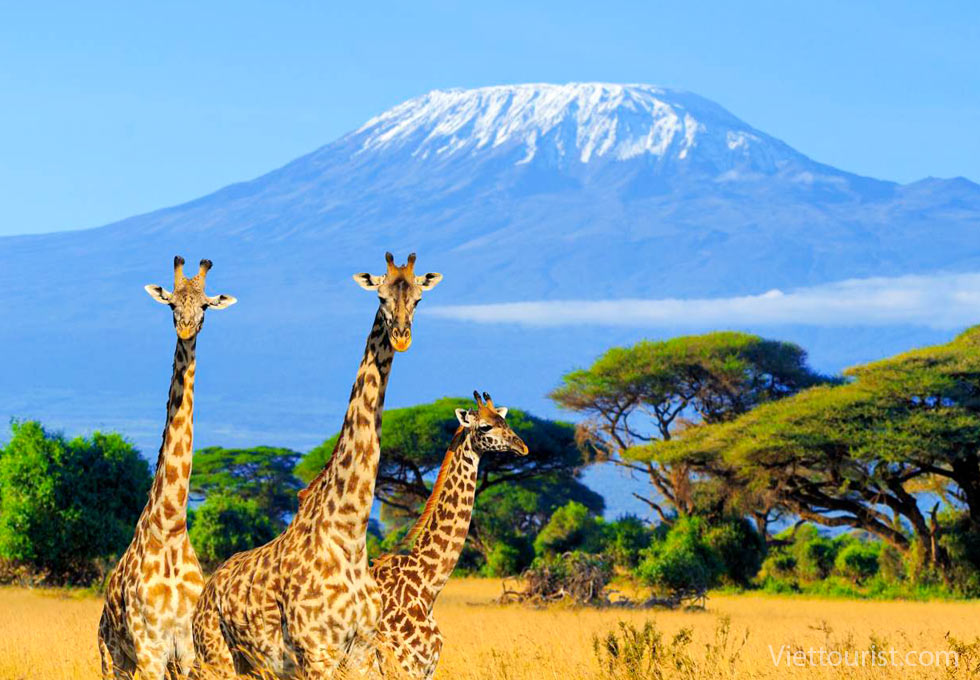 du lịch kenya - Hình 4