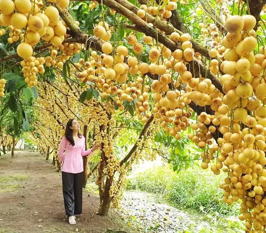 du lịch miệt vườn - Hình 5