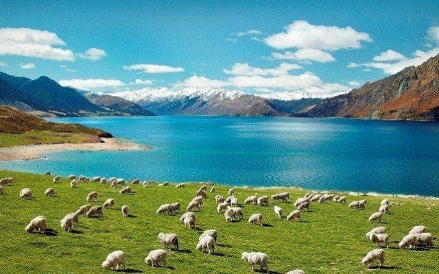 du lịch new zealand - Hình 5