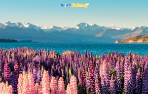 du lịch new zealand mùa nào đẹp nhất
