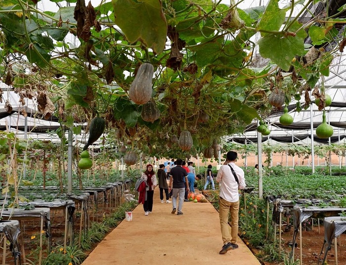 du lịch nông nghiệp - Hình 5
