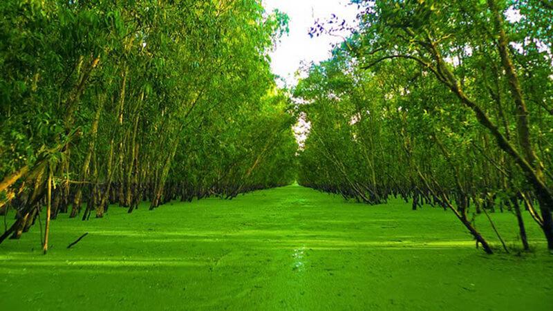 du lịch rừng tràm trà sư - Hình 5