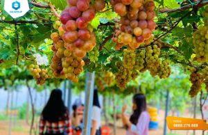 du lịch vườn nho ninh thuận