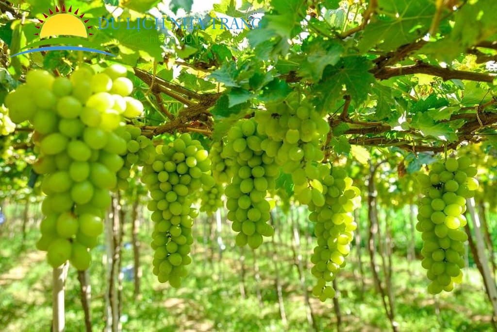 du lịch vườn nho ninh thuận - Hình 5