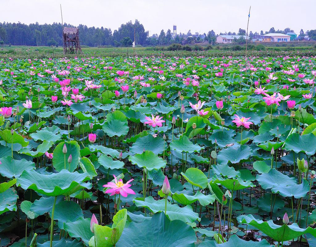 khu bảo tồn sinh thái đồng tháp mười - Hình 4