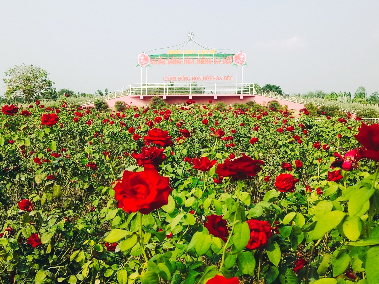 khu du lịch cánh đồng hoa hồng sa đéc - Hình 2