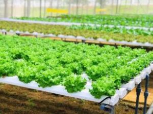 khu du lịch canh nông bb farm