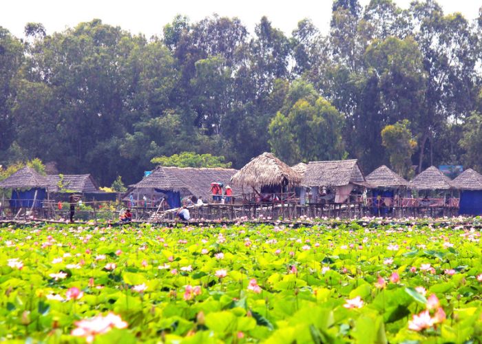 khu du lịch đồng sen tháp mười - Hình 4