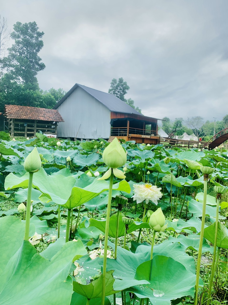 khu du lịch sinh thái cộng đồng bản ven xanh - Hình 2