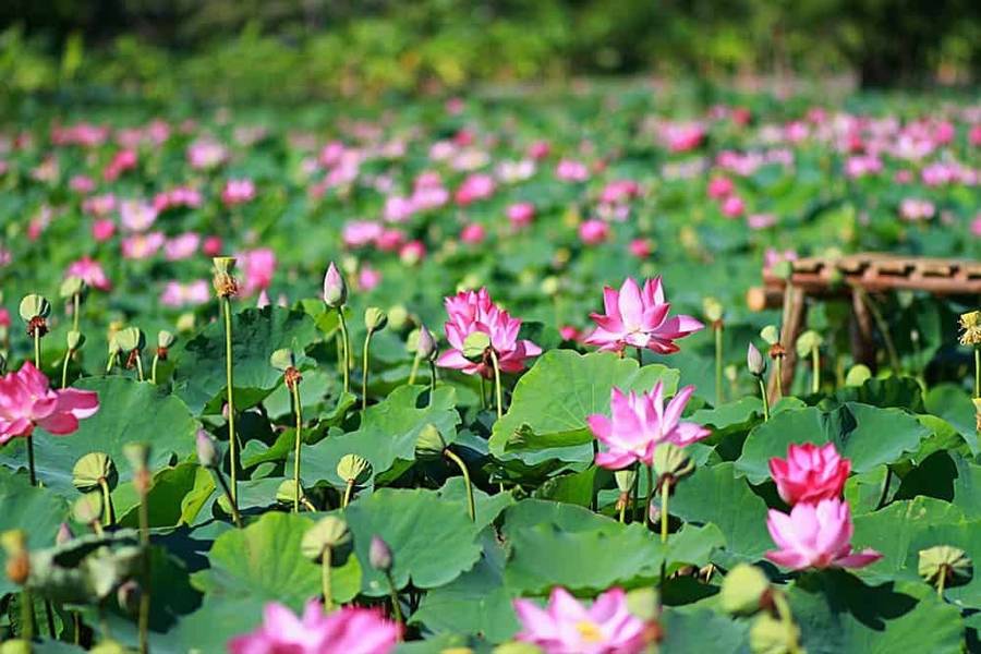 khu du lịch sinh thái đồng sen tháp mười - Hình 2