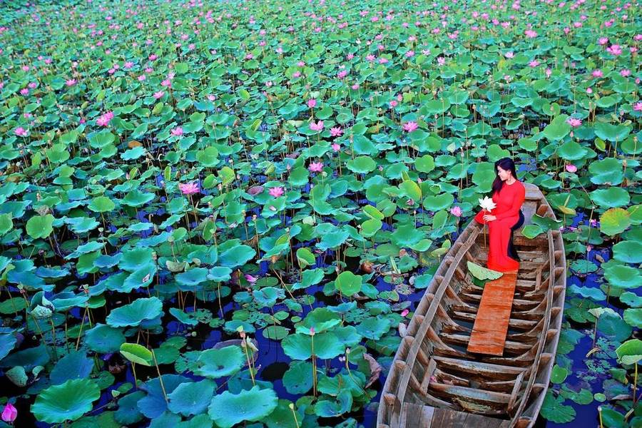 khu du lịch sinh thái đồng sen tháp mười - Hình 4