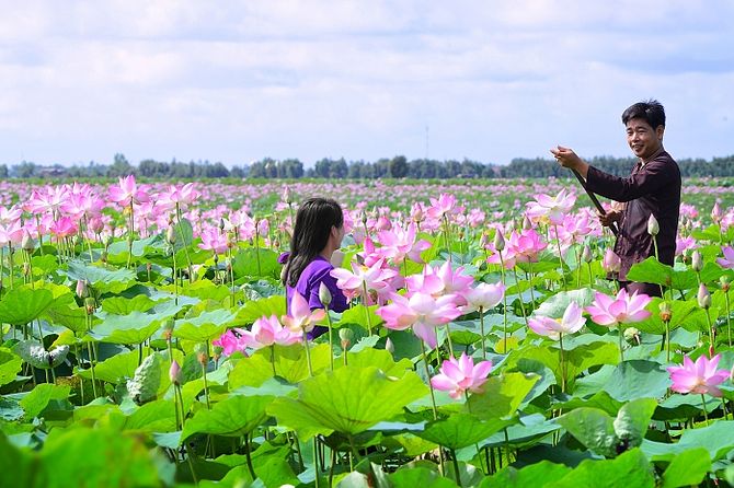 khu du lịch sinh thái đồng tháp mười - Hình 3