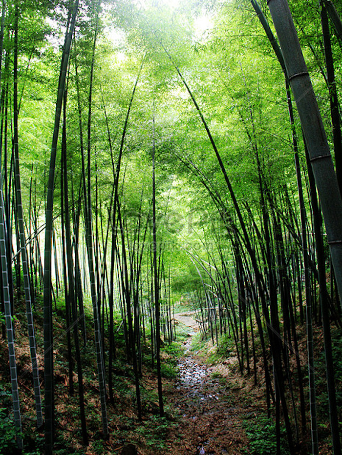 khu du lịch suối tre - Hình 1