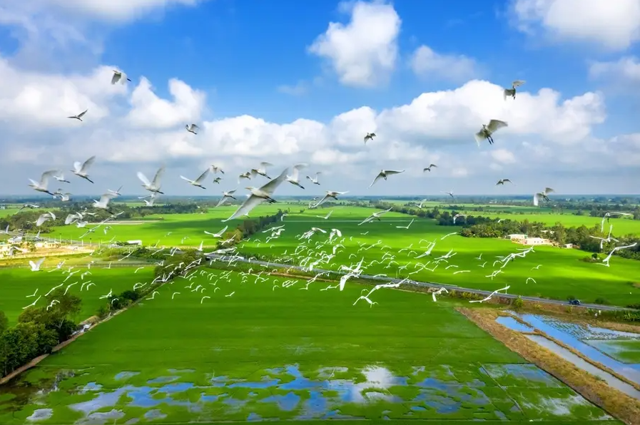 khu du lịch tràm chim - Hình 1