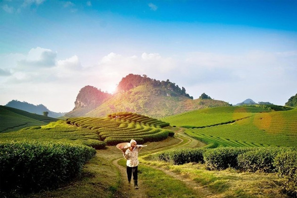 kinh nghiệm du lịch mộc châu - Hình 3