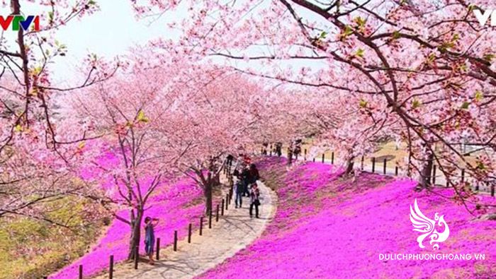 tour du lịch nhật bản 4 ngày 3 đêm - Hình 3
