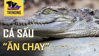 ăn chay vào quán phở kêu cá sấu - Hình 3