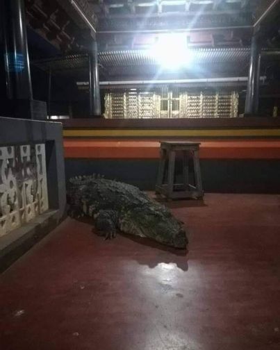 ăn chay vào quán phở kêu cá sấu - Hình 1