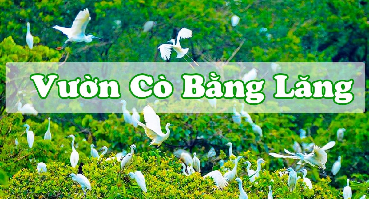 công ty du lịch vườn cò bằng lăng - Hình 3