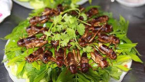 địa chỉ quán ăn côn trùng ở sài gòn