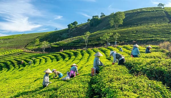 du lịch cao nguyên vân hòa phú yên - Hình 5