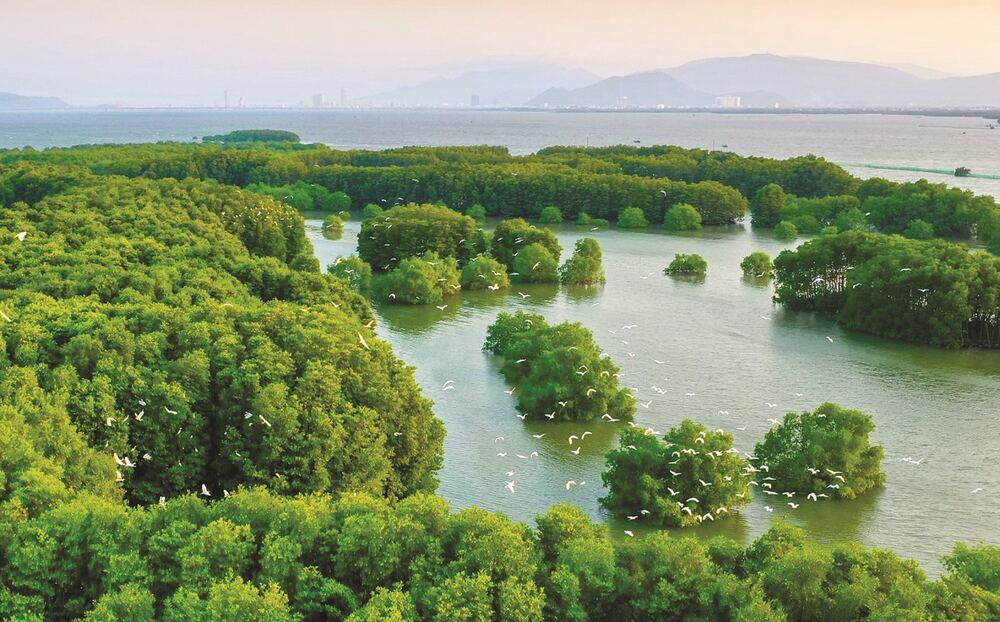 du lịch cồn chim quy nhơn - Hình 4