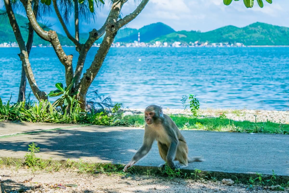 du lịch đảo khỉ nha trang - Hình 3