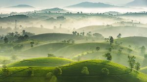 du lịch đồi chè long cốc