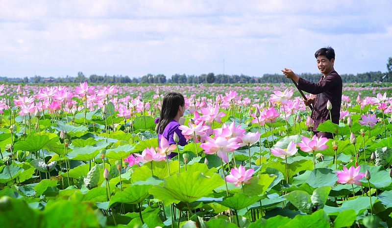 du lịch đồng tháp mười - Hình 4