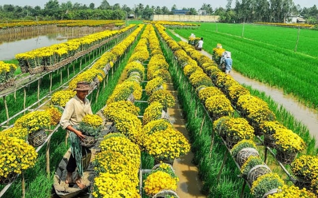 du lịch đồng tháp tự túc - Hình 2