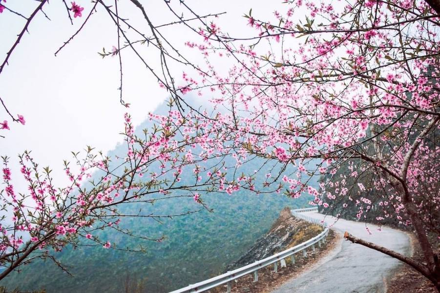 du lịch hà giang tháng 3 - Hình 5