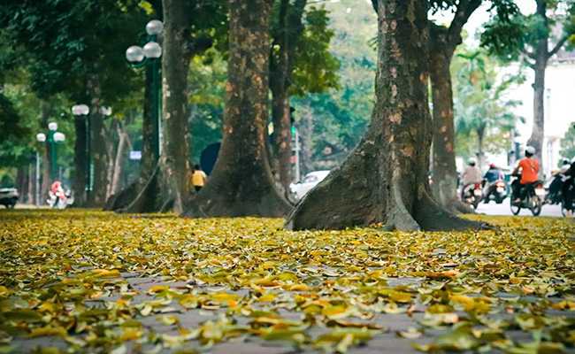 du lịch hà nội mùa nào đẹp nhất - Hình 5