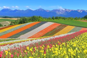du lịch hokkaido mùa hè