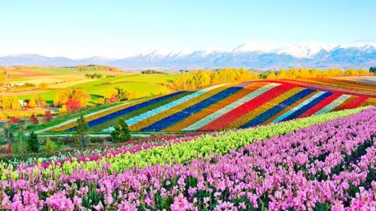 du lịch hokkaido mùa hè - Hình 4