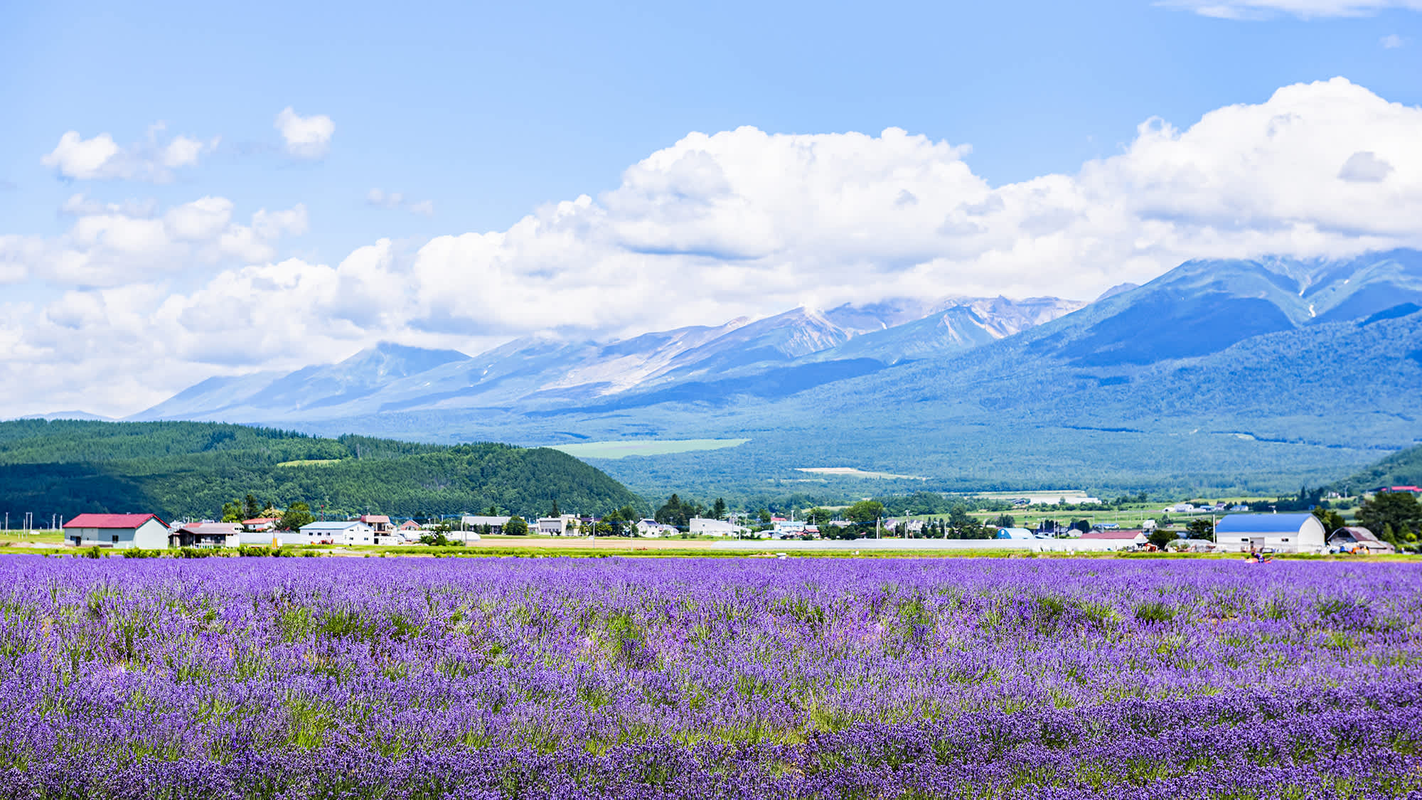 du lịch hokkaido mùa hè - Hình 5