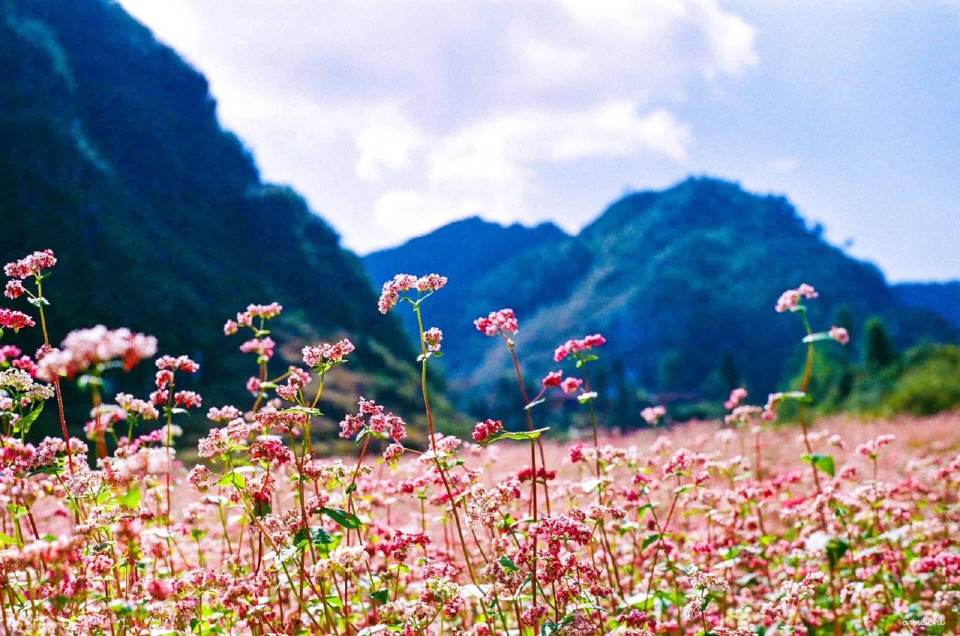 du lịch miền bắc tháng 11 - Hình 2