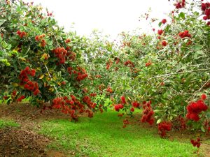 du lịch miền tây tháng 6