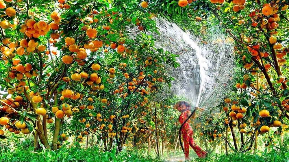 du lịch miệt vườn cần thơ - Hình 2