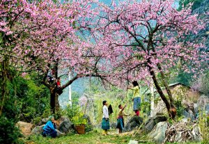 du lịch mộc châu mùa nào đẹp nhất