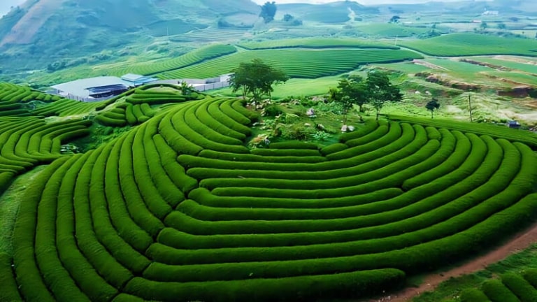 du lịch mộc châu sơn la tự túc - Hình 1