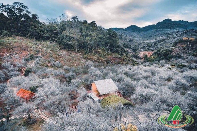du lịch mộc châu tháng 1 - Hình 2